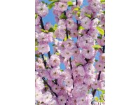 Migdałek trójklapowy krzew (Prunus triloba)