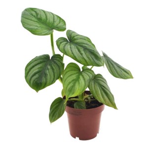 Roślina doniczkowa t.b.t. z dekoracyjnymi, zielono-srebrnymi liśćmi w brązowej doniczce.