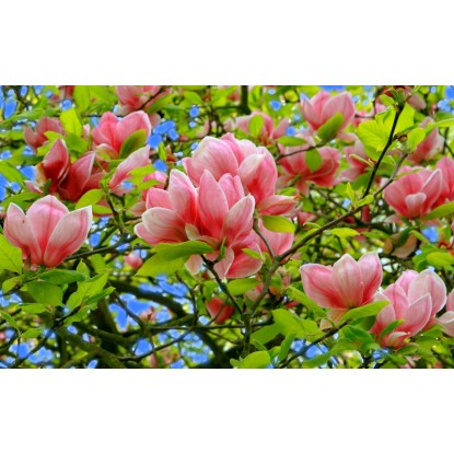 Magnolia odm. Soulangeana drzewo (Magnolia sp.) - don. 32 cm