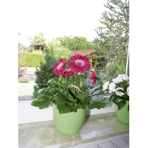 Kwiaty w zielonych doniczkach przy oknie, podparte tyczkami do roślin.