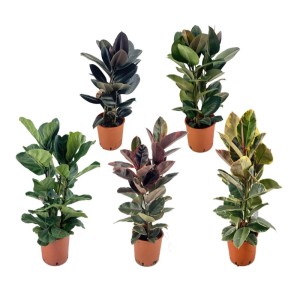 Fikus (Ficus) mix don. 24 cm