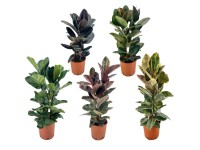 Fikus (Ficus) mix don. 24 cm