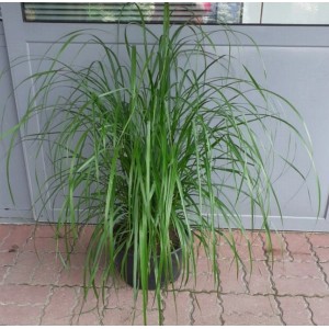 Zielona Trawa Pampasowa (trawa pampasowa) w doniczce.