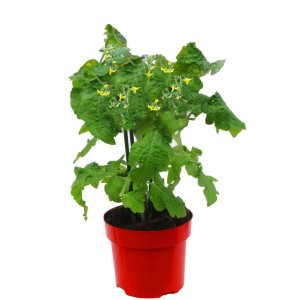 Młoda roślina w czerwonej doniczce z zielonymi liśćmi i żółtymi kwiatami.