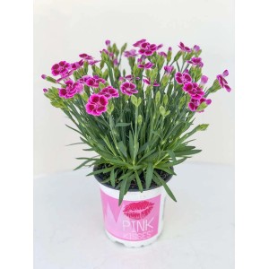 Goździk ogrodowy Pink Kisses® w doniczce, kwiaty różowo-fioletowe. Mrozoodporna roślina ogrodowa na rabaty i balkony.