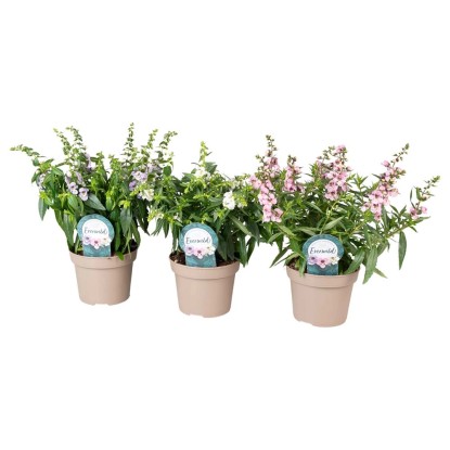 Angelonia (Angelonia) mix - don. 12 cm