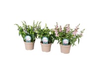 Angelonia (Angelonia) mix - don. 12 cm