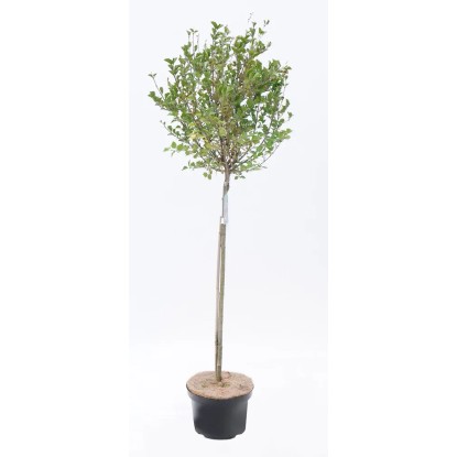 Lilak - Bez (Syringa vulgaris) 140-150 cm don. 10L