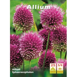 Czosnek ozdobny 'Allium Sphaerocephalon' z purpurowymi kwiatami w ogrodzie.