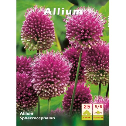 Czosnek główkowaty (Allium Sphaerocephalon) - 25 szt.