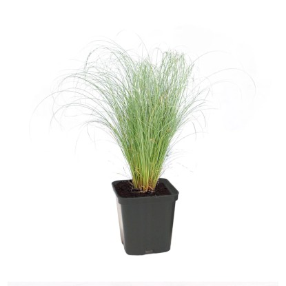 Trawa Ostnica Stipa don. 9 cm