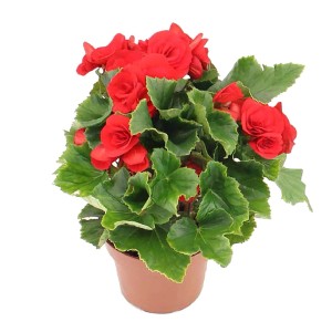 Kwitnąca begonia t.b.t. z czerwonymi kwiatami w doniczce.