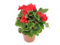 Begonia (Begonia) mix - don.14 cm