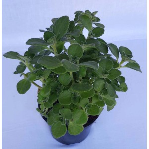 Świeże t.b.t. w doniczce: Aromatyczne zioło kulinarne do Twoich potraw.