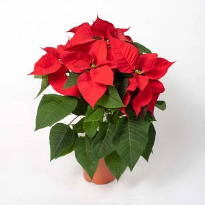 Czerwona gwiazda betlejemska (t.b.t.) w doniczce, świąteczna dekoracja na Boże Narodzenie.