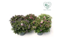 Hebe (Hebe Addenda Flowering) - don. 23 cm