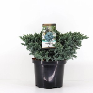 Jałowiec płożący w doniczce: Jałowiec okrywowy z niebieskawymi igłami.