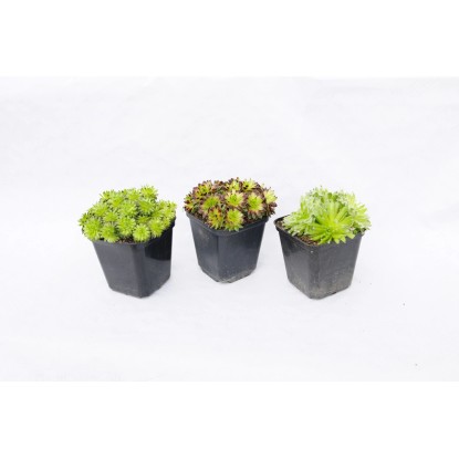 Rojnik (Sempervivum) wys. 15 cm