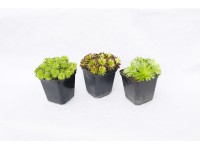 Rojnik (Sempervivum) wys. 15 cm
