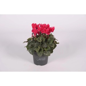 Fiołek alpejski w doniczce z różowymi kwiatami i wzorzystymi liśćmi.