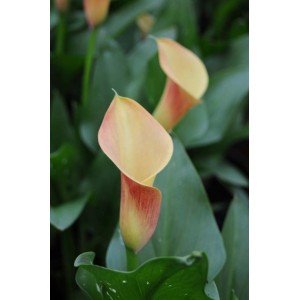 Kwitnąca roślina t.b.t. z morelowymi kwiatami i zielonymi liśćmi.