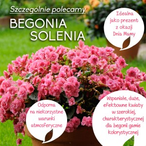 Różowo kwitnąca Begonia Solenia w doniczce, idealna na rabaty i balkony.