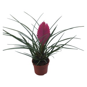 Różowa Tillandsia w doniczce (ok. 9 cm). Egzotyczna roślina doniczkowa z różowym kwiatostanem i zielonymi liśćmi.