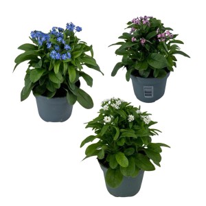 Kwitnące rośliny t.b.t. w doniczkach z niebieskimi, różowymi i białymi kwiatami.