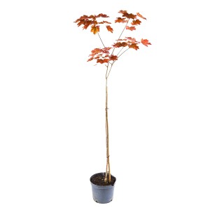 Młody klon w doniczce z czerwonawymi liśćmi.