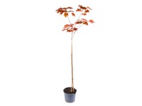 Klon czerwony szczepiony don. 5 l - wys. 160 cm