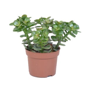 Zielony sukulent t.b.t. w brązowej doniczce.