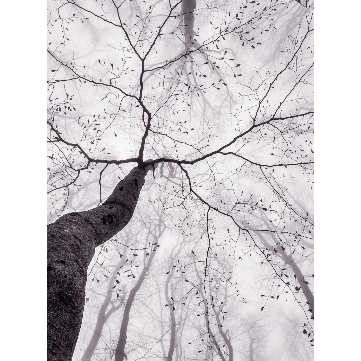 Fototapeta Inside the Trees 192 x 260 cm