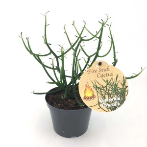 Zielony kaktus 'Fire Stick' (Euphorbia tirucalli) w doniczce.