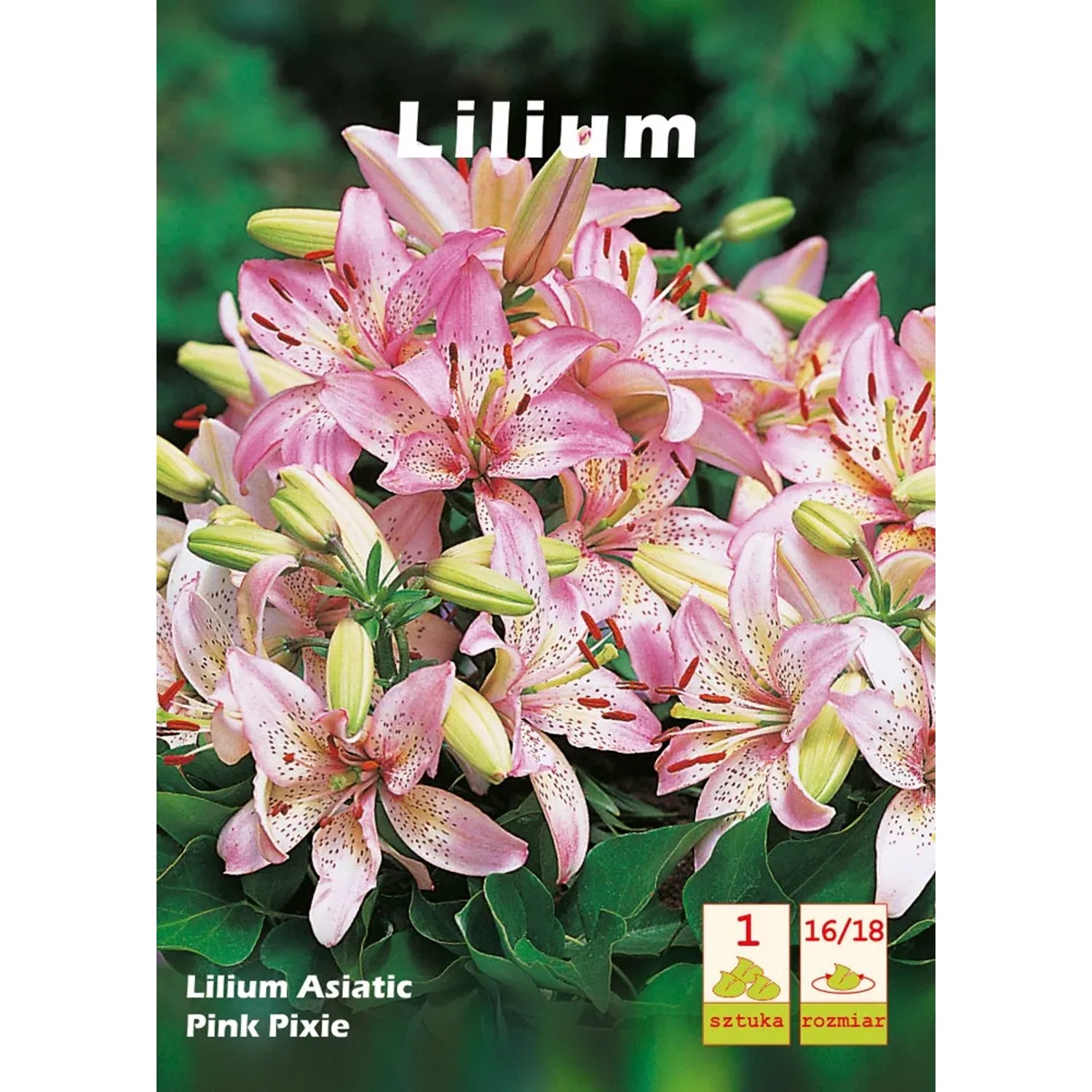 Lilium asiaticum Pink Pixie 1szt. 16/18 kupuj w OBI