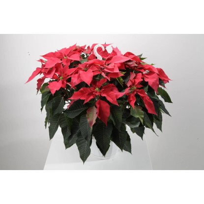 Poinsecja - Gwiazda Betlejemska kosz wiszący
