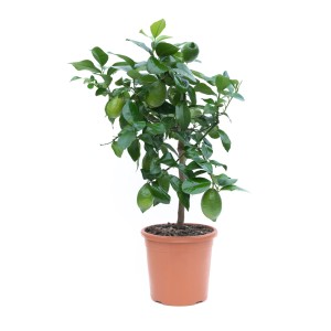 Miniaturowe drzewko cytrynowe w doniczce, zielone liście i owoce.