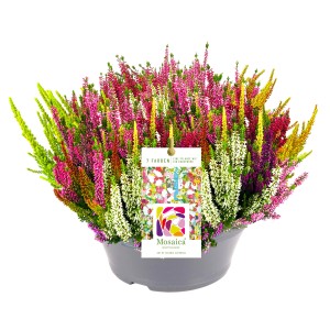 Wrzos Mosaica w doniczce, Calluna vulgaris z kolorowymi kwiatami w doniczce XL.
