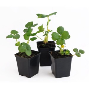 Trzy sadzonki truskawek w czarnych doniczkach, młode sadzonki truskawek.