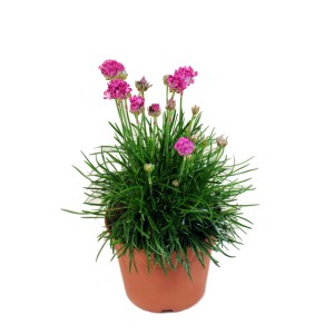 Kwitnąca roślina t.b.t. z różowymi kwiatami w doniczce.