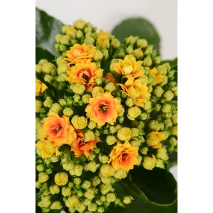 Żyworódka "Signal" z żółto-pomarańczowymi kwiatami w doniczce.