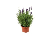 Lawenda wąskolistna (Lavandula Hidcote) - don. 12 cm