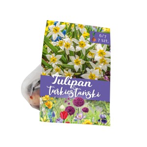 Opakowanie cebulek tulipana turkiestańskiego, białe kwiaty z żółtym środkiem.