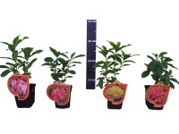 Azalia wielkokwiatowa (Azalea sp.)