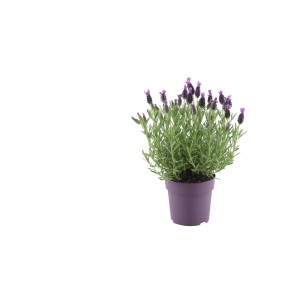 Kwitnąca lawenda w fioletowej doniczce, Kategoria: Rośliny kwitnące.
