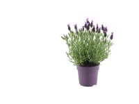 Lavandula stoechas Anouk Wys. 30cm don. 12cm