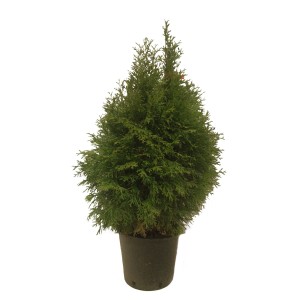 Zielona tuja Szmaragd w doniczce.