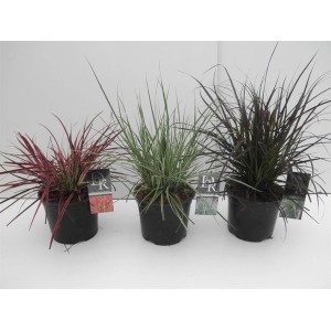 Trzy różne trawy ozdobne t.b.t. w doniczkach, idealne na rabaty i balkony.
