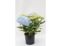 Hortensja (Hydrangea macrophylla) 8 kwiatów don.14cm