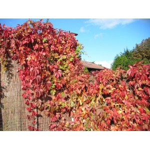 Czerwono listny winobluszcz pięciolistkowy (t.b.t.) na płocie jesienią.