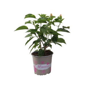 Ketmia (Hibiskus) w doniczce z zielonymi liśćmi i pąkami kwiatów.